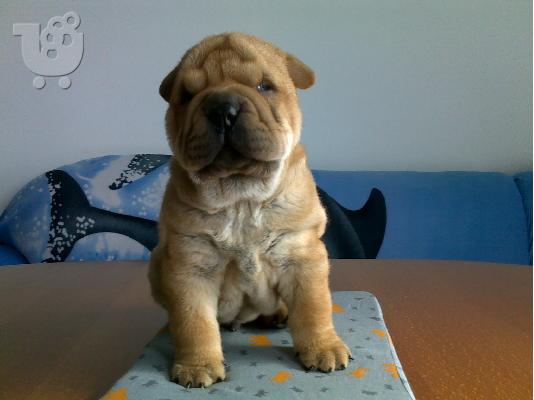 Kαλή τιμή!!!.Πουλάω όμορφα κουτάβια ράτσα SHAR-PEI - Σαρ Πέι- 350 euro...